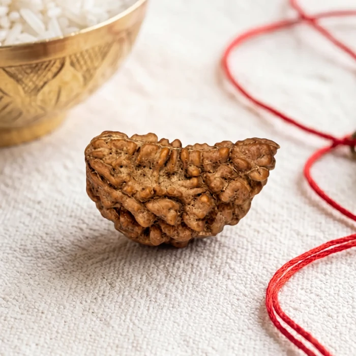 Natural Origin 1 Mukhi Rudraksha - 17mm to 22mm (Under Developed)