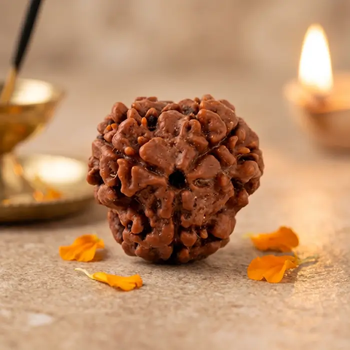 Nepal Origin 3 Mukhi Rudraksha - 17mm to 22mm