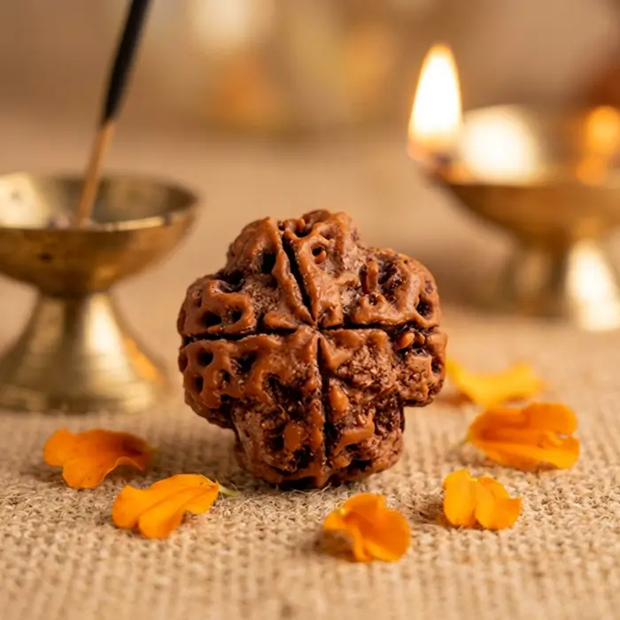 Nepal Origin 5 Mukhi Rudraksha - 17mm to 22mm