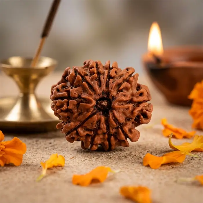 Nepal Origin 10 Mukhi Rudraksha - 17mm to 22mm